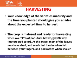 A member of CGIAR consortium www.iita.org
HARVESTING
• Your knowledge of the varieties maturity and
the time you planted should give you an idea
about the expected time to harvest
• The crop is matured and ready for harvesting
when over 95% of pods turn brown/gray/tawny
(mature pod color). At this stage, most of the leaves
may have shed, and seeds feel harder when felt
between your fingers, and pod rattles when shaken
 