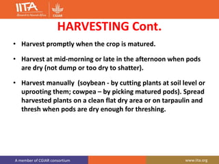 A member of CGIAR consortium www.iita.org
HARVESTING Cont.
• Harvest promptly when the crop is matured.
• Harvest at mid-morning or late in the afternoon when pods
are dry (not dump or too dry to shatter).
• Harvest manually (soybean - by cutting plants at soil level or
uprooting them; cowpea – by picking matured pods). Spread
harvested plants on a clean flat dry area or on tarpaulin and
thresh when pods are dry enough for threshing.
 