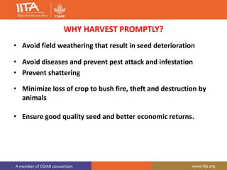 A member of CGIAR consortium www.iita.org
WHY HARVEST PROMPTLY?
• Avoid field weathering that result in seed deterioration
• Avoid diseases and prevent pest attack and infestation
• Prevent shattering
• Minimize loss of crop to bush fire, theft and destruction by
animals
• Ensure good quality seed and better economic returns.
 