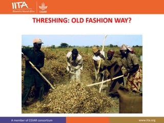 A member of CGIAR consortium www.iita.org
THRESHING: OLD FASHION WAY?
 