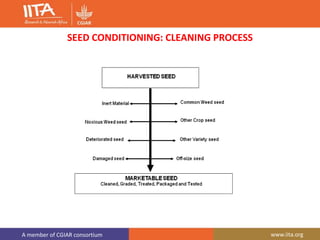 A member of CGIAR consortium www.iita.org
SEED CONDITIONING: CLEANING PROCESS
 
