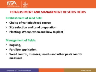 A member of CGIAR consortium www.iita.org
ESTABLISHMENT AND MANAGEMENT OF SEEDS FIELDS
Establishment of seed field:
• Choice of varieties/seed source
• Site selection and Land preparation
• Planting: Where, when and how to plant
Management of fields:
• Roguing,
• Fertilizer application,
• Weed control, diseases, insects and other pests control
measures
 