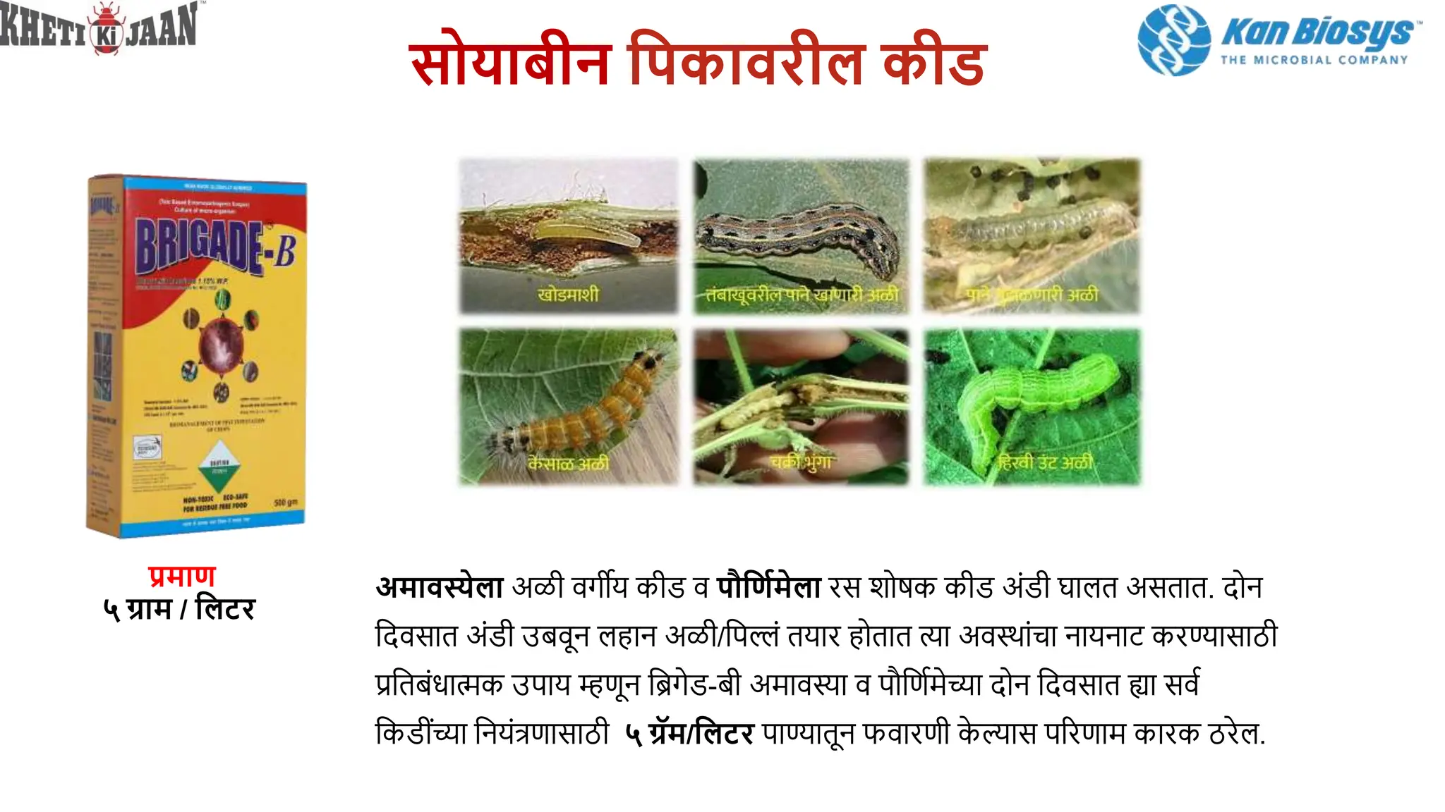 िोयाबीन सपकावरील कीड
अमावस्येला अळी वगीय कीड व पौसणिमेला रस शोषक कीड अांडी घालत असतात. दोन
बदवसात अांडी उबवून लिान अळी/बपल्लां तयार िोतात त्या अवस्ाांचा नायनाट करण्यासाठी
प्रबतबांधात्मक उपाय म्हणून बिगेड-बी अमावस्या व पौबणिमेच्या दोन बदवसात ह्या सवि
बकडीांच्या बनयांत्रणासाठी ५ ग्रॅम/सलटर पाण्यातून फवारणी क
े ल्यास पररणाम कारक ठरेल.
प्रमाण
५ ग्राम / सलटर
 