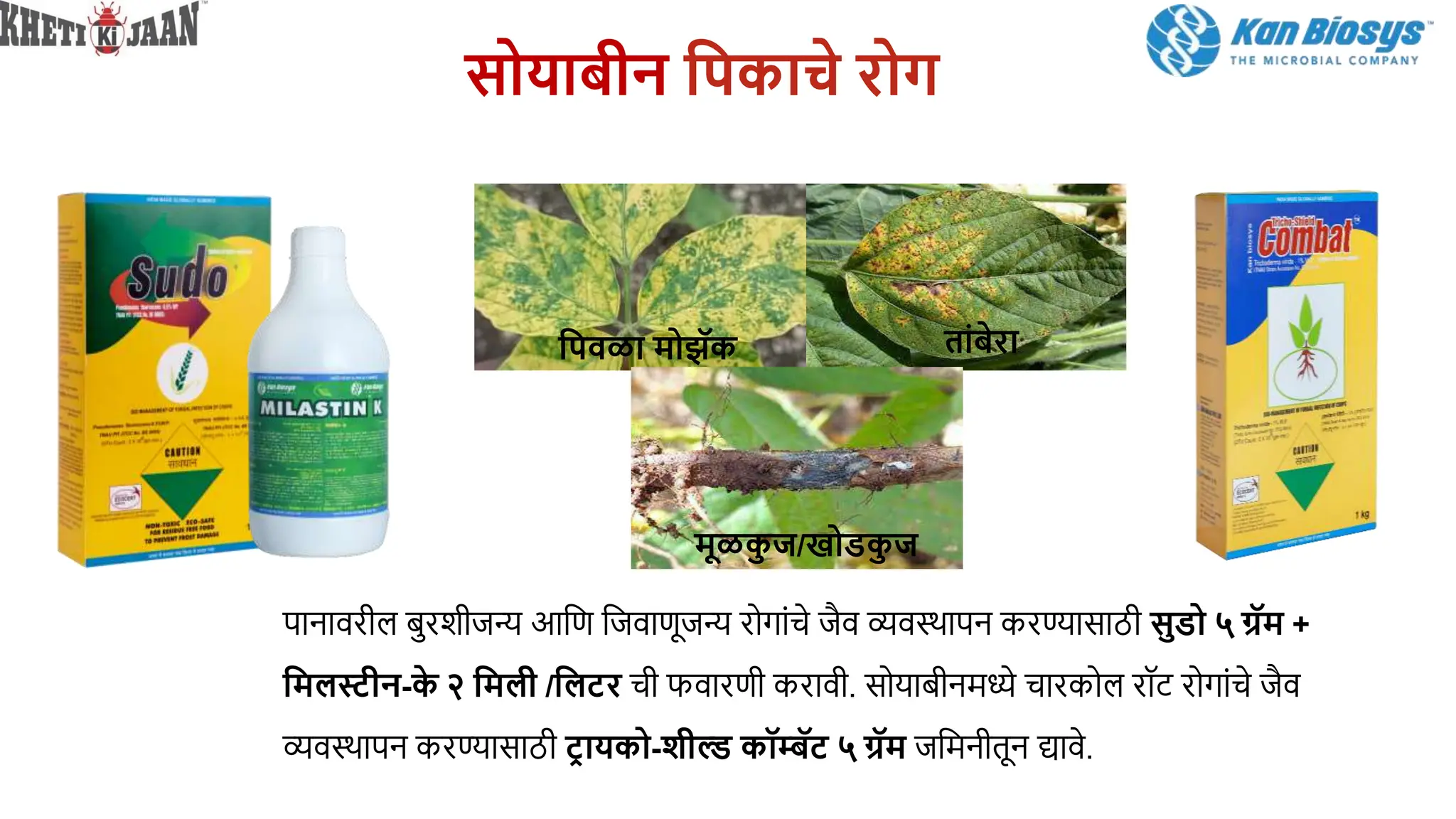 िोयाबीन सपकाचे रोग
पानावरील बुरशीजन्य आबण बजवाणूजन्य रोगाांचे जैव व्यवस्ापन करण्यासाठी िुडो ५ ग्रॅम +
समलस्टीन-क
े २ समली /सलटर ची फवारणी करावी. सोयाबीनमध्ये चारकोल रॉट रोगाांचे जैव
व्यवस्ापन करण्यासाठी टर ायको-शील्ड कॉम्बॅट ५ ग्रॅम जबमनीतून द्यावे.
तांबेरा
सपवळा मोझॅक
मूळक
ु ज/खोडक
ु ज
 