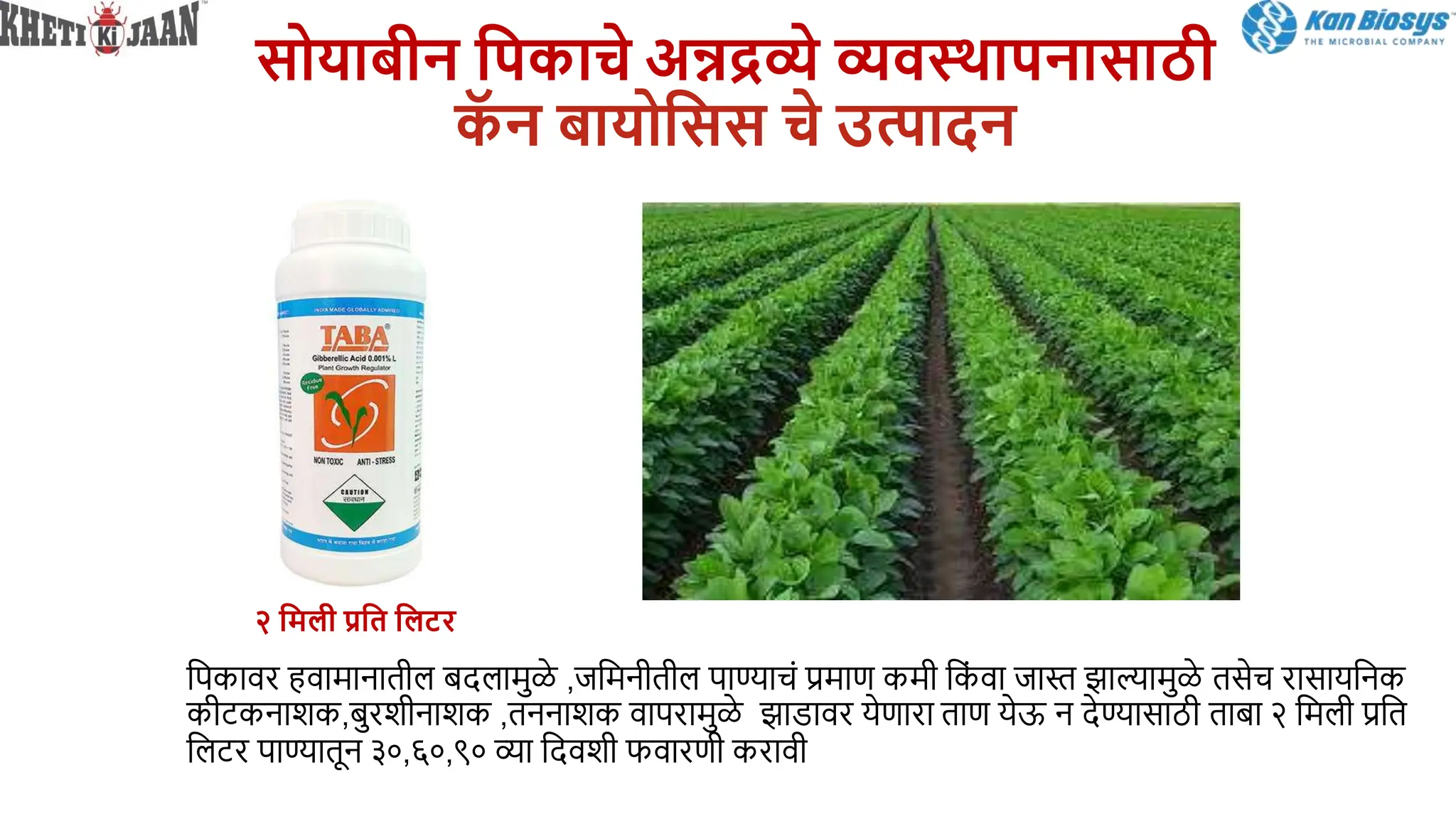 िोयाबीन सपकाचे अन्नद्रव्ये व्यवस्थापनािा ी
क
ॅ न बायोसिि चे उत्पादन
बपकावर िवामानातील बदलामुळे ,जबमनीतील पाण्याचां प्रमाण कमी बक
ां वा जास्त झाल्यामुळे तसेच रासायबनक
कीटकनाशक,बुरशीनाशक ,तननाशक वापरामुळे झाडावर येणारा ताण येऊ न देण्यासाठी ताबा २ बमली प्रबत
बलटर पाण्यातून ३०,६०,९० व्या बदवशी फवारणी करावी
२ समली प्रसत सलटर
 