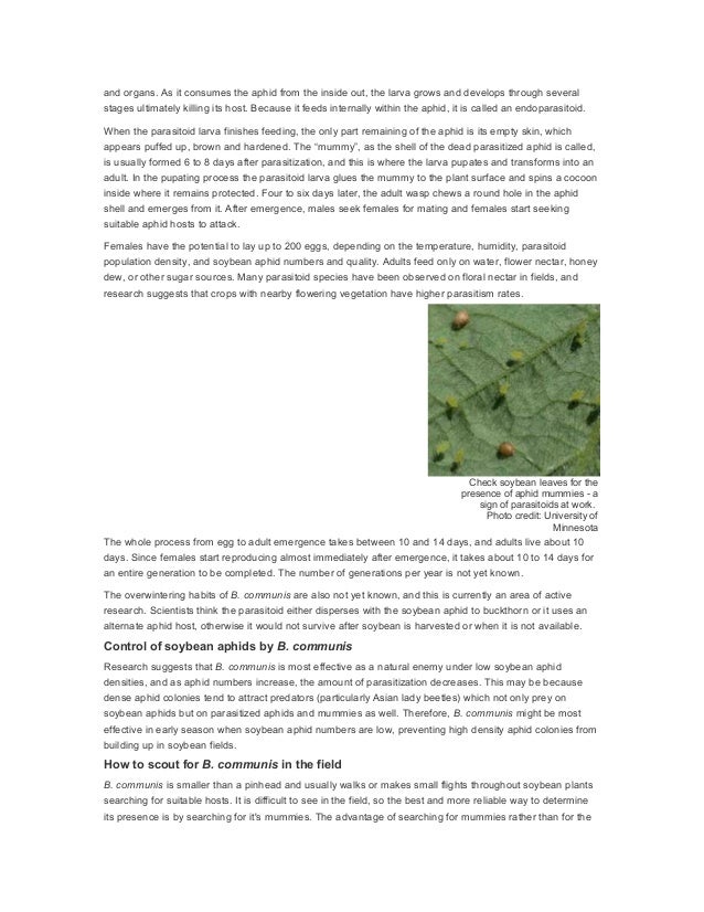 Soybean Insects