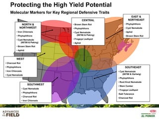 Protecting the High Yield Potential
Molecular Markers for Key Regional Defensive Traits
CENTRAL
NORTH &
NORTHWEST
• Iron Chlorosis
• Phytophthora
• Cyst Nematode
(88788 & Peking)

EAST &
NORTHEAST

• Brown Stem Rot

• Phytophthora

• Phytophthora

• Cyst Nematode

• Cyst Nematode
(88788 & Peking)

• Aphid
• Brown Stem Rot

• Frogeye Leafspot
• Aphid

• Brown Stem Rot
• Aphid

WEST
• Charcoal Rot
• Phytophthora

SOUTHEAST

• Iron Chlorosis

• Cyst Nematode
(88788 & Hartwig)

• Cyst Nematode

• Phytophthora
• Root Knot Nematode

SOUTHWEST
• Cyst Nematode
• Phytophthora
• Charcoal Rot
• Iron Chlorosis

• Stem Canker
• Frogeye Leafspot
•Salt Tolerance
•Charcoal Rot

 