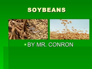 SOYBEANS ,[object Object]