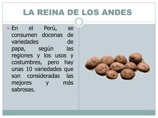 LA REINA DE LOS ANDESEn el Perú, se consumen docenas de variedades de papa, según las regiones y los usos y costumbres, pero hay unas 10 variedades que son consideradas las mejores y más sabrosas.