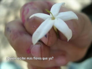 ¿Quién recibe más flores que yo? 