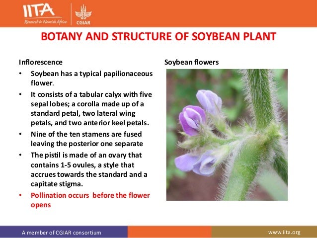 soybean flower