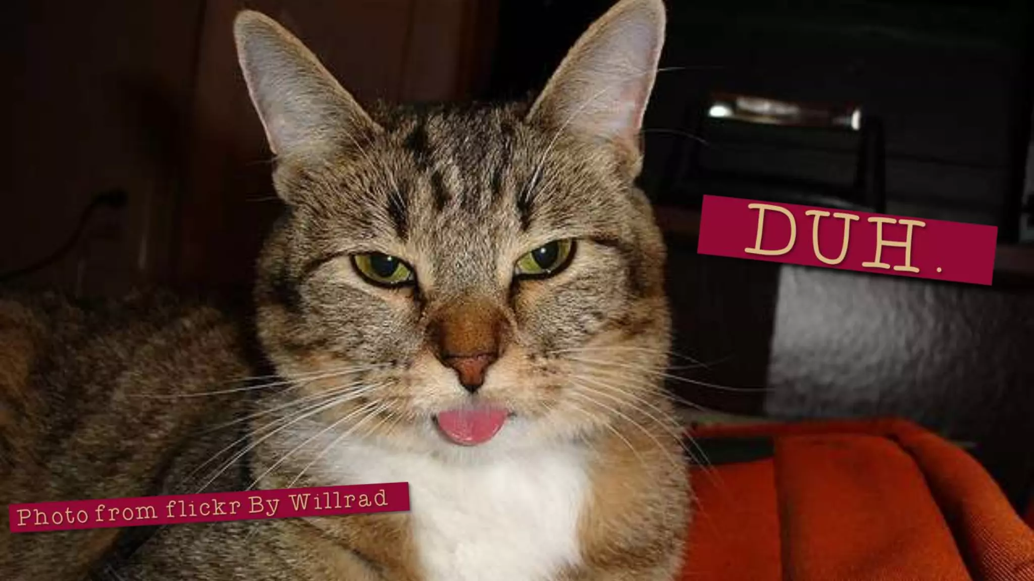 So You’re Finally a Virtual Assistant...Now, What?