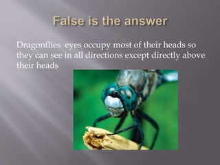 Dragonflies eyes occupy most of their heads so
they can see in all directions except directly above
their heads
 