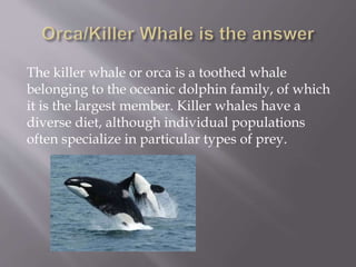The killer whale or orca is a toothed whale
belonging to the oceanic dolphin family, of which
it is the largest member. Killer whales have a
diverse diet, although individual populations
often specialize in particular types of prey.
 