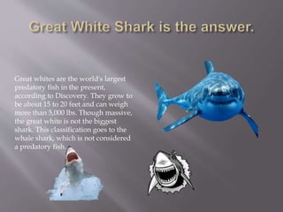 Great whites are the world's largest
predatory fish in the present,
according to Discovery. They grow to
be about 15 to 20 feet and can weigh
more than 5,000 lbs. Though massive,
the great white is not the biggest
shark. This classification goes to the
whale shark, which is not considered
a predatory fish.
 