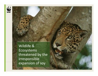 Wildlife & 
Ecosystems 
threatened by the 
irresponsible 
expansion of soy
       i    f
                     © Staffan Widtrand / WWF
 