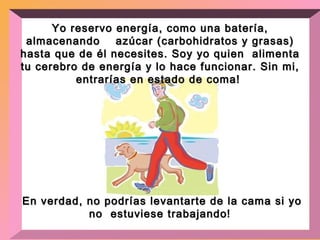 Yo reservo energía, como una batería, almacenando  azúcar (carbohidratos y grasas) hasta que de él necesites. Soy yo quien  alimenta tu cerebro de energía y lo hace funcionar. Sin mi, entrarías en estado de coma!  En verdad, no podrías levantarte de la cama si yo no  estuviese trabajando ! 