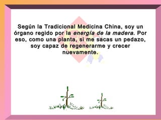 Según la Tradicional Medicina China, soy un órgano regido por la  energía de la madera . Por eso, como una planta, si me sacas un pedazo, soy capaz de regenerarme y crecer nuevamente. 
