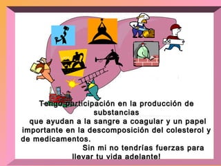 Tengo participación en la producción de substancias que ayudan a la sangre a coagular y un papel importante en la descomposición del colesterol y de medicamentos.  Sin mi no tendrías fuerzas para llevar tu vida adelante! 