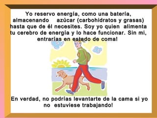 Yo reservo energía, como una batería, almacenando  azúcar (carbohidratos y grasas) hasta que de él necesites. Soy yo quien  alimenta tu cerebro de energía y lo hace funcionar. Sin mi, entrarías en estado de coma!  En verdad, no podrías levantarte de la cama si yo no  estuviese trabajando ! 