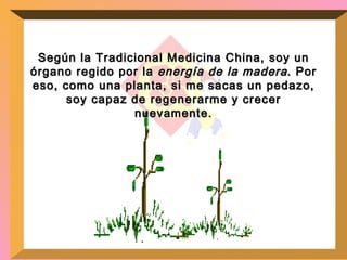 Según la Tradicional Medicina China, soy un órgano regido por la  energía de la madera . Por eso, como una planta, si me sacas un pedazo, soy capaz de regenerarme y crecer nuevamente. 
