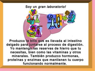 Soy un  gran laboratorio! Produzco la bilis que es llevada al intestino delgado para juntarse al proceso de digestión.  Yo mantengo las reservas de hierro que tu necesitas, bien como las vitaminas y otros minerales.  También produzco hormonas, proteínas y enzimas que mantienen tu cuerpo funcionando normalmente.  