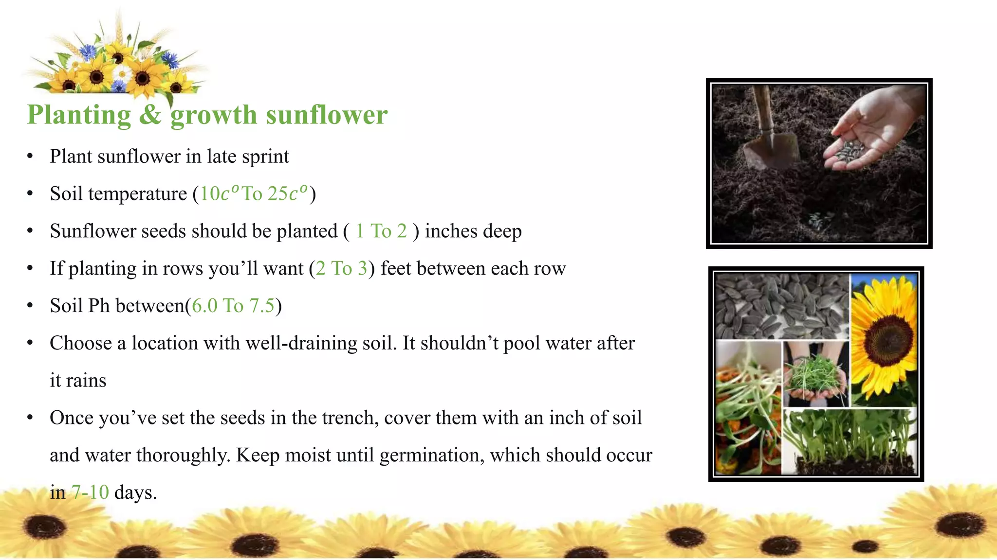sunflower.ppt | PPTX