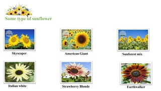Skyscaper Sunforest mix
American Giant
Strawberry Blonde
Italian white Earthwalker
Some type of sunflower
 