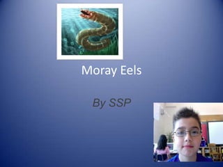 Moray Eels By SSP 