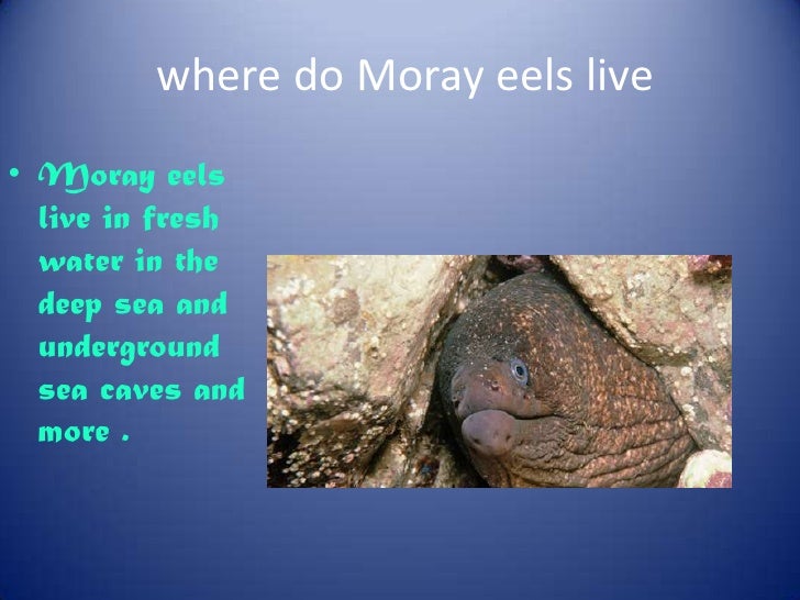 Moray Eels moray eel diagram 
