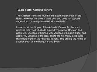 Tundra Facts: Antarctic Tundra

The Antarctic Tundra is found in the South Polar areas of the
Earth. However this area is quite cold and does not support
vegetation. It is always covered with ice fields.

However, at the fringes of the Antarctic Peninsula, there are
areas of rocky soil which do support vegetation. One can find
about 300 varieties of lichens, 700 varieties of aquatic algae, and
about 100 varieties of mosses. There are not many large sized
mammals found in the Antarctic Tundra. This area is the home of
species such as the Penguins and Seals.
 