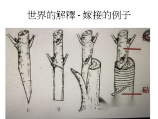 世界的解釋 - 嫁接的例子
 