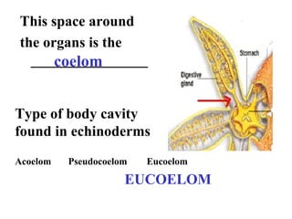 Sp06 starfish parts 1 | PPT