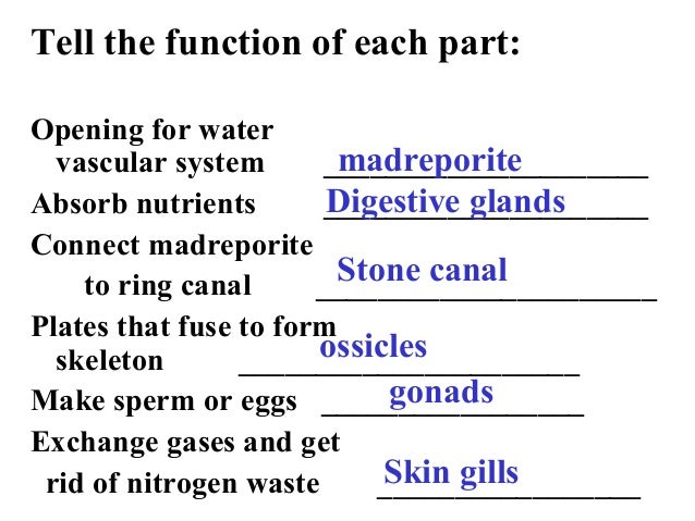 How does the water vascular system of a sea star function?