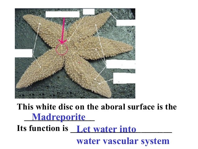 How does the water vascular system of a sea star function?