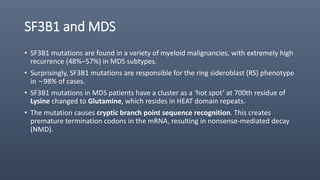 SF3B1 and MDS
• SF3B1 mutations are found in a variety of myeloid malignancies, with extremely high
recurrence (48%–57%) in MDS subtypes.
• Surprisingly, SF3B1 mutations are responsible for the ring sideroblast (RS) phenotype
in ∼98% of cases.
• SF3B1 mutations in MDS patients have a cluster as a ‘hot spot’ at 700th residue of
Lysine changed to Glutamine, which resides in HEAT domain repeats.
• The mutation causes cryptic branch point sequence recognition. This creates
premature termination codons in the mRNA, resulting in nonsense-mediated decay
(NMD).
 