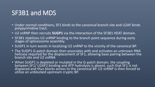 SF3B1 and MDS
• Under normal conditions, SF1 binds to the canonical branch site and U2AF binds
polypyrimidine tract.
• U2 snRNP then recruits SUGP1 via the interaction of the SF3B1 HEAT domain.
• SF3B1 stabilizes U2 snRNP binding to the branch point sequence during early
stages of spliceosome assembly.
• SUGP1 in turn assists in localizing U2 snRNP to the vicinity of the canonical BP.
• The SUGP1 G-patch domain then associates with and activates an unknown RNA
helicase required for the displacement of SF1, allowing base pairing between the
branch site and U2 snRNA
• When SUGP1 is depleted or mutated in the G-patch domain, the coupling
between SF1/ U2AF2 binding and ATP hydrolysis is absent, such that SF1 is not
displaced and thus blocks access to the canonical BP. U2 snRNP is then forced to
utilize an unblocked upstream cryptic BP.
 