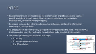 INTRO.
• Several mechanisms are responsible for the formation of protein isoforms, such as
genetic variations, somatic recombination, post-translational and proteolytic
modifications, and alternative splicing (AS).
• Genes are composed of introns and exons, but only exons contain the information
necessary to make proteins.
• AS process needs to be efficiently spatiotemporally coordinated to yield a mature mRNA
that is exported from the nucleus to the cytoplasm to be translated into protein.
• The mRNA processing accomplished in 3 steps:
• 5′ capping,
• 3′ cleavage/polyadenylation,
• And RNA splicing.
 