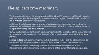 The spliceosome machinery
• The interaction between the branch point and the U2 snRNP protein is stabilized by specific
RNA helicases, and this is a signal for the recruitment of U4/5/6 tri-snRNP and formation of
the B complex (precatalytic spliceosome).
• additional RNA helicases leads to change of spliceosome conformation that leads to the
release of U1 and U4 snRNPs, the interaction between U6 with U2 snRNP, and the formation
of a pre-mRNA loop and the C complex.
• U6/U2 catalyzes transesterification reactions resulting in the formation of the lariat, followed
by removal of the intron lariat. Then the ends of exon are joined forming the spliced RNA
product.
• Splicing factors such as serine/arginine-rich (SR) proteins (SRSF) and the splicing factor 3b
complex (SF3B) work in association with the splicing core complex to coordinate AS.
• The expression levels and binding affinities of the different splicing factors play a
stoichiometric role in determining the final isoform of the protein that is to be expressed.
 