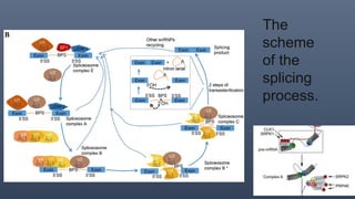 The
scheme
of the
splicing
process.
 