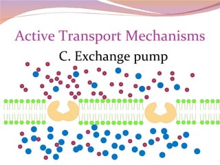 Active Transport Mechanisms C. Exchange pump 