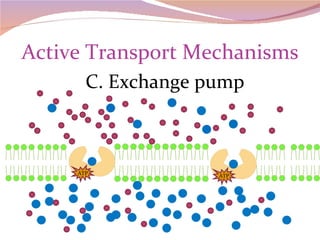 Active Transport Mechanisms C. Exchange pump ATP ATP 