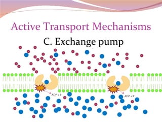 Active Transport Mechanisms C. Exchange pump ATP ADP + P ADP + P 