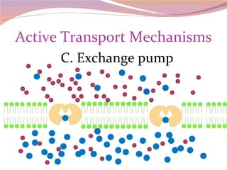 Active Transport Mechanisms C. Exchange pump 