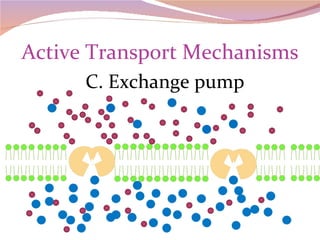 Active Transport Mechanisms C. Exchange pump 