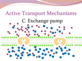 Active Transport Mechanisms C. Exchange pump 