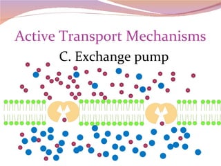 Active Transport Mechanisms C. Exchange pump 