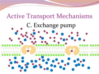 Active Transport Mechanisms C. Exchange pump 