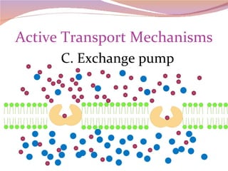 Active Transport Mechanisms C. Exchange pump 