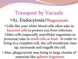 Transport by Vacuole A1. Endocytosis/ Phagocytosis Cells like your white blood cells often take in  bacterial cells  to protect you from infection.  Other cells (especially unicellular organisms or protozoa) take in  small cells as food .  In order to bring in a complete cell, the cell membrane rises up, surrounds and engulfs the cell. Also, phagocytosis may bring in large chunks of materials like  splinter fragments . 